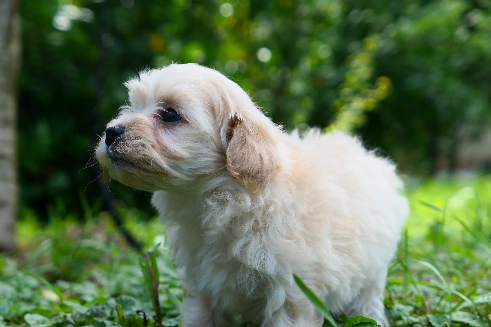 Maltipoo - Piesek F1