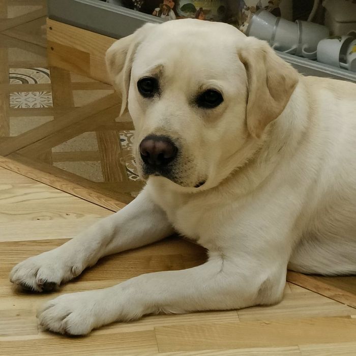 Лабрадор шукає подругу