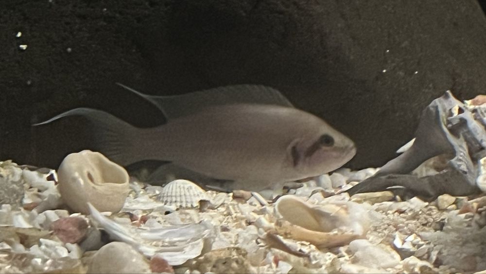 Ciclideos africanos do lago Tanganika