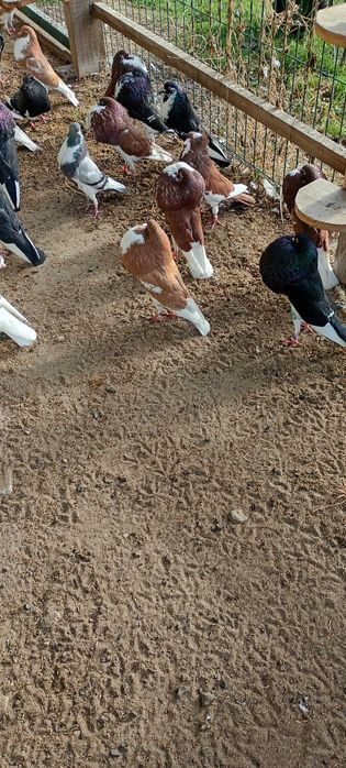 Garłacz Garłacze Norwich