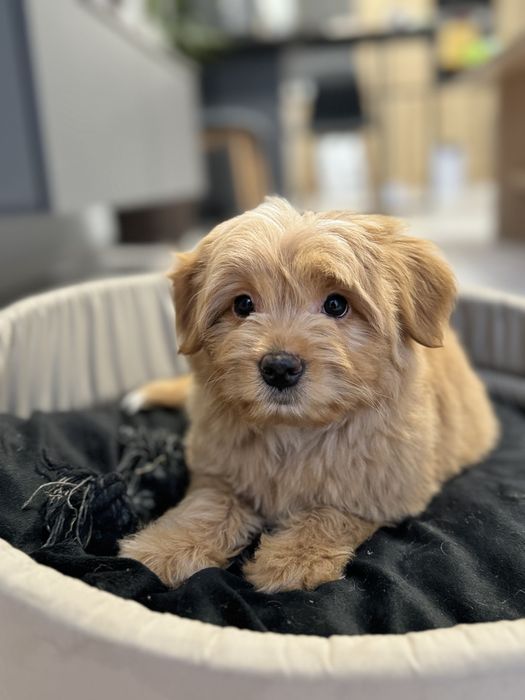 Мальтипу девочка ф1 беби фейс