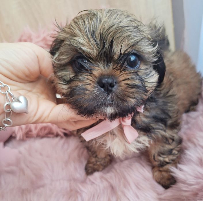 Dinus maleństwo unikatowo umaszczony Shih tzu poleca się do rezerwac