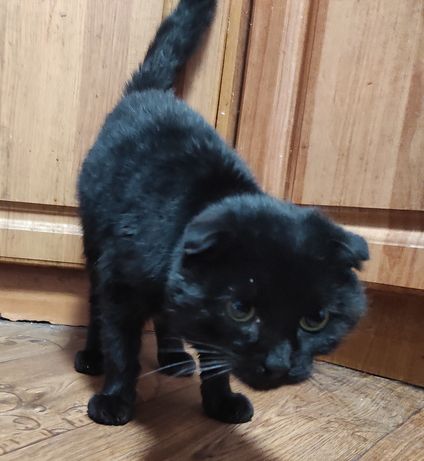 Продаётся британский чёрный вислоухий кот