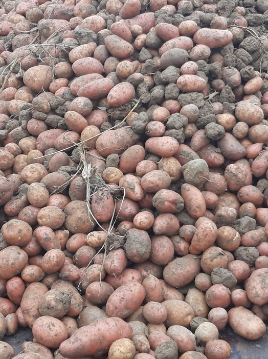 Продам дрібну картошку.