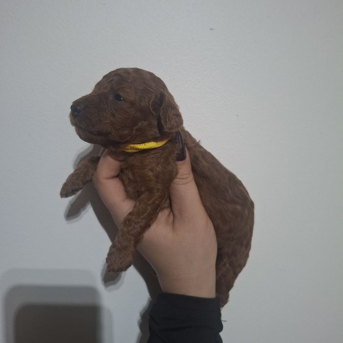 Pudel toy/miniatura sunia