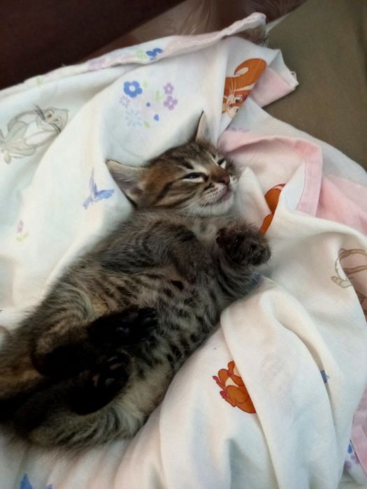 Віддам котика в добрі руки!!!