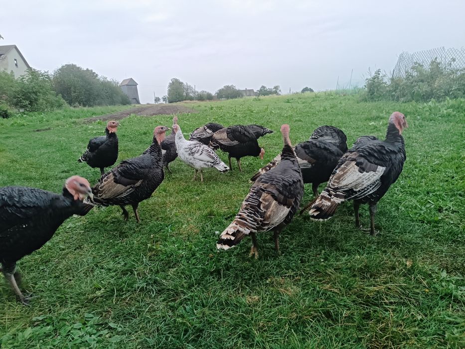 Продам молоді індики