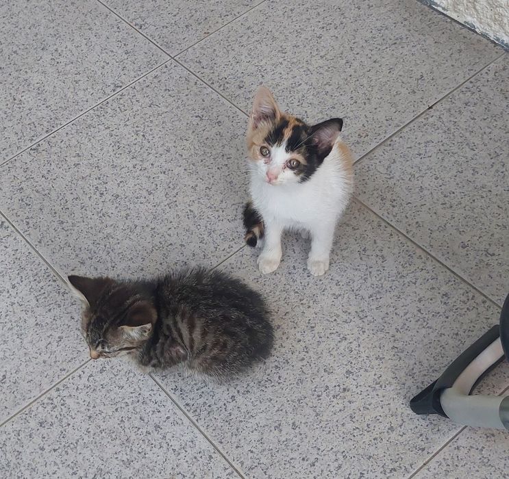 Gatinhos para adoção (Braga)