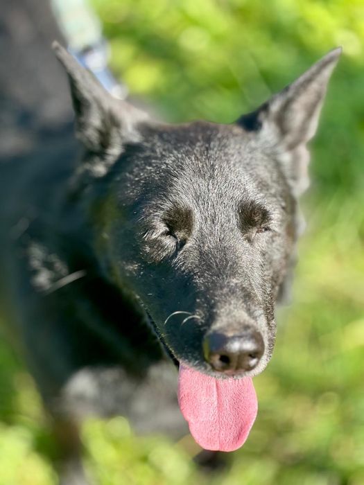 Flapi to taki mały batonik Brauni–słodki, kochany i poprawiający humor