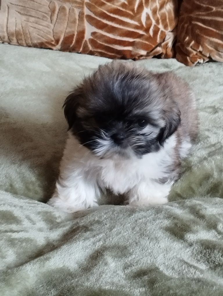 Shih TZU szczeniaczki do odbioru