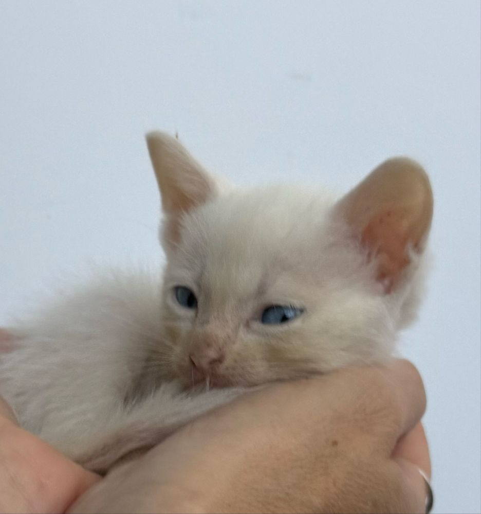 Gatos para adoção muito responsavel