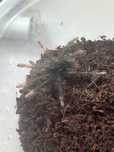 Theraphosa apophysis l2