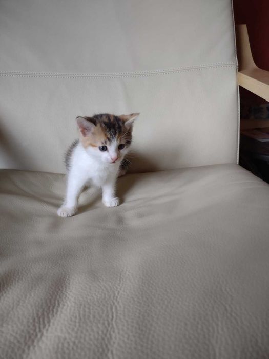 Kotki - Oddam Darmo w Dobre Ręce!!!