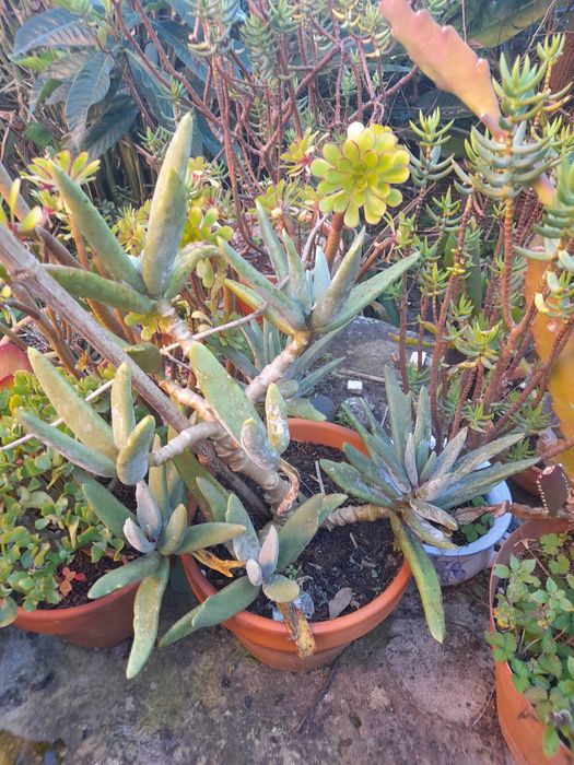 Plantas suculentas e cactos de variadas espécies