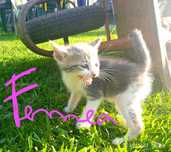 Gatinhos bebés super fofinhos