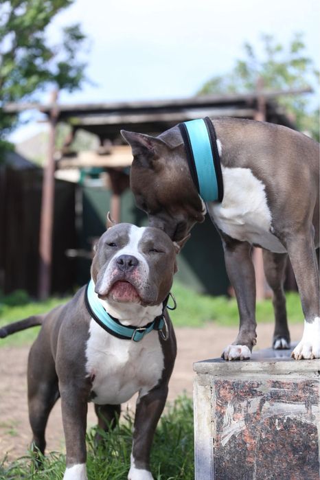 Розплідник Enjoy Dreamboat