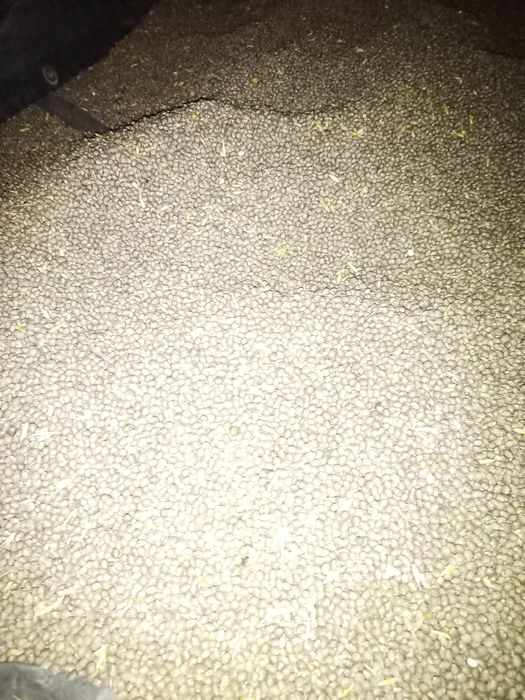 Łubin słodki paszowy  Agat poplon