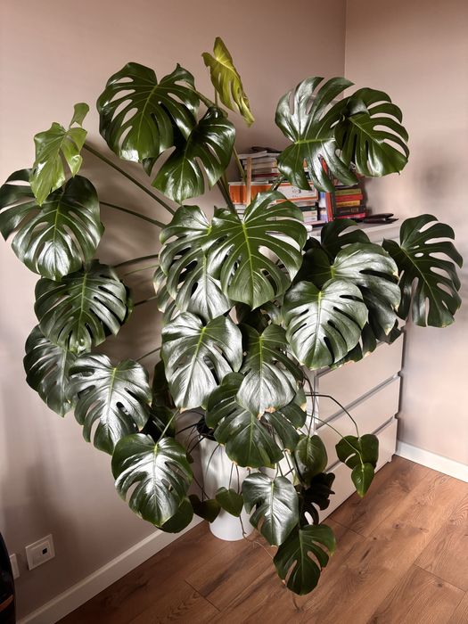 Duża, piękna monstera