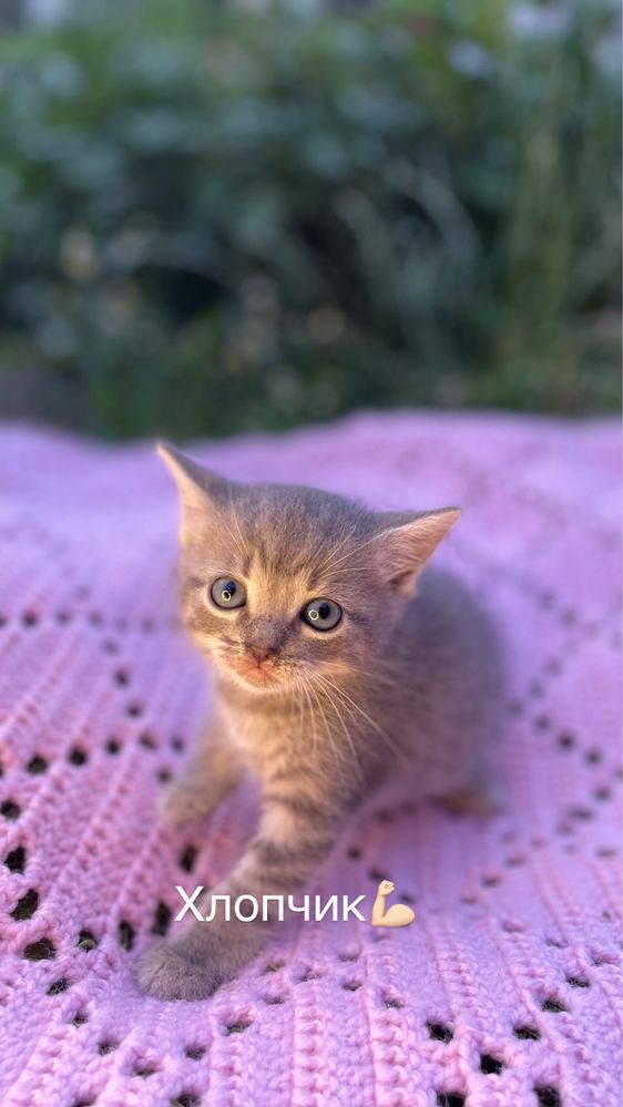 _Відам у добрі руки, 3 кошенят_