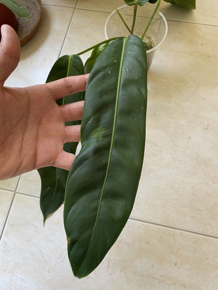 Philodendron Patriciae (cutting)