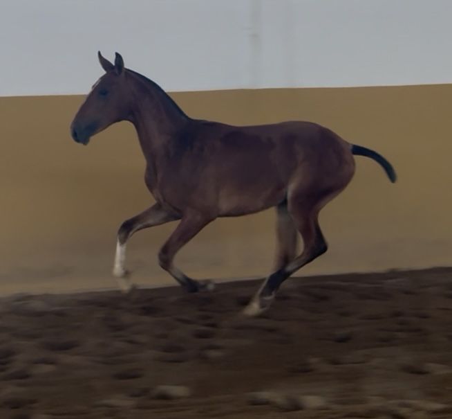 Poldros lusitanos puros de 1 ano