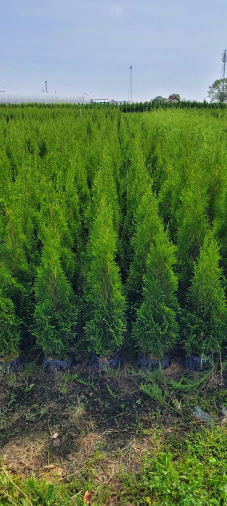 Tuja Smaragd 140 cm tuje 120 thuja szmaragd 100 brabant wysyłka łódź