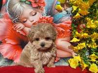 Maltipoo typ laleczki z certyfikatem