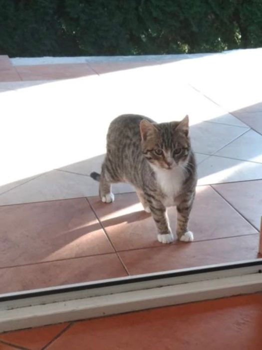 Kotki do adopcji za darmo