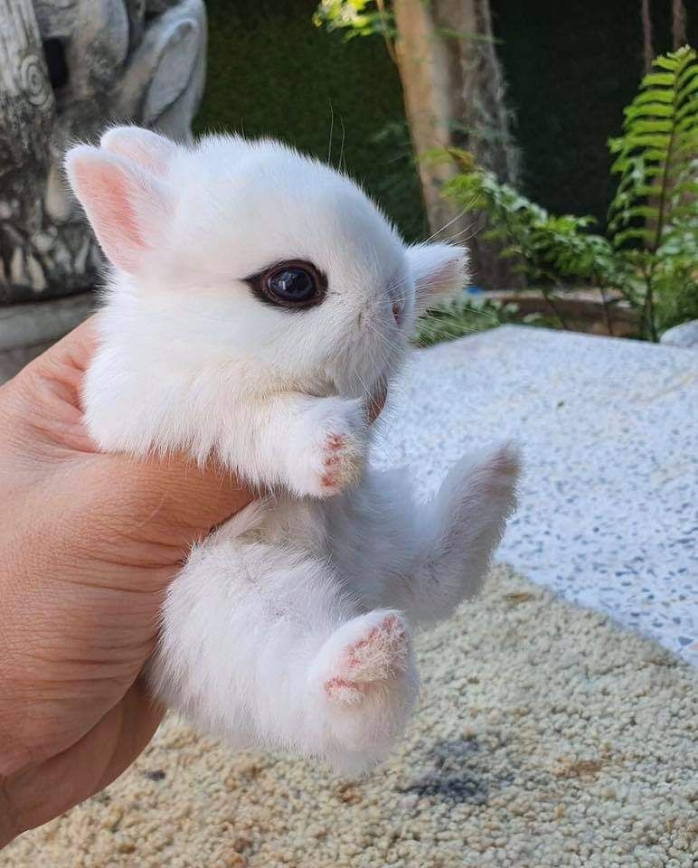 KIT Coelhos anões bebés lindíssimos, já desparasitados