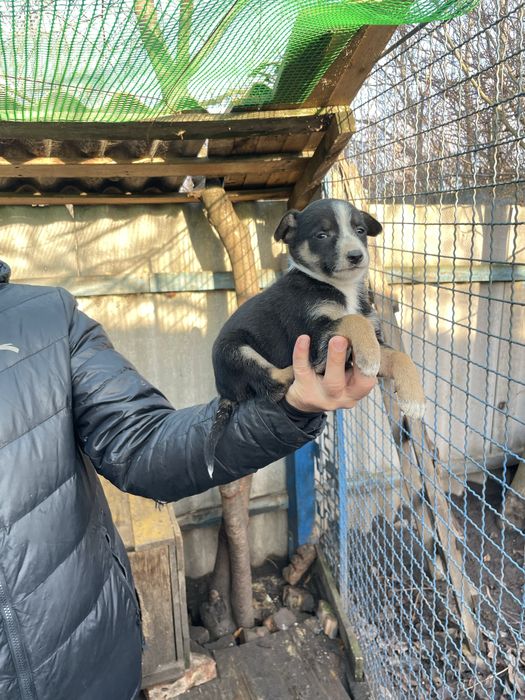 Щенок мальчик в добрые  руки