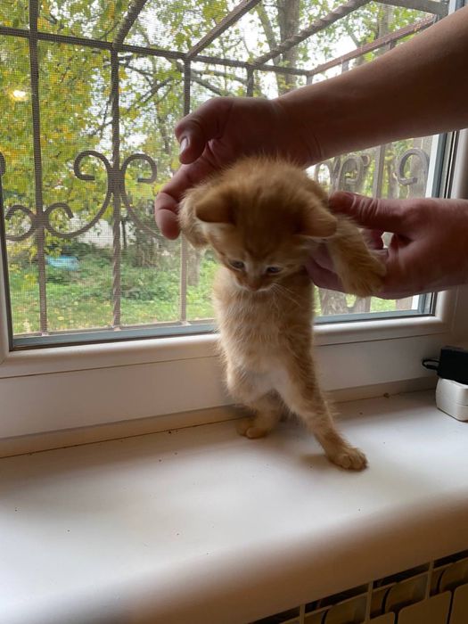 КОТЯТА БЕСПЛАТНО!!! ХАРЬКОВ Рыжие и серый , домашние