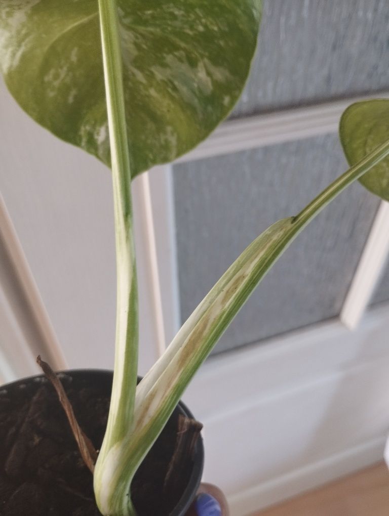 Monstera Variegata