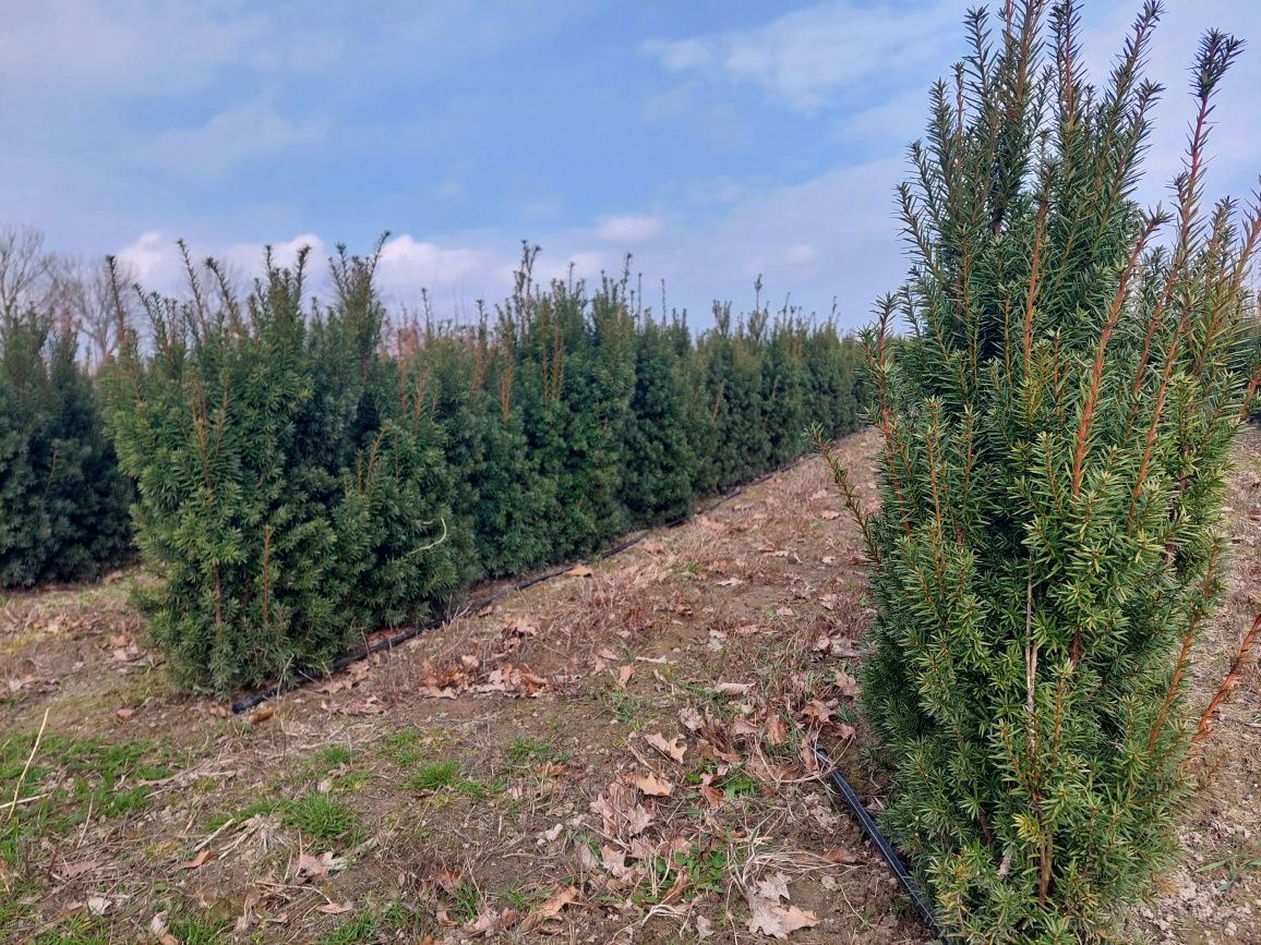 Cis 'Hicksii' na żywopłot