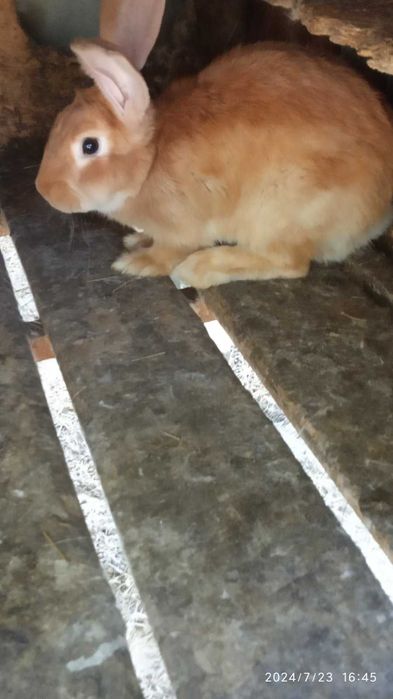 Кролі породисті (німецькі строкачі, бургундці, білі панони)