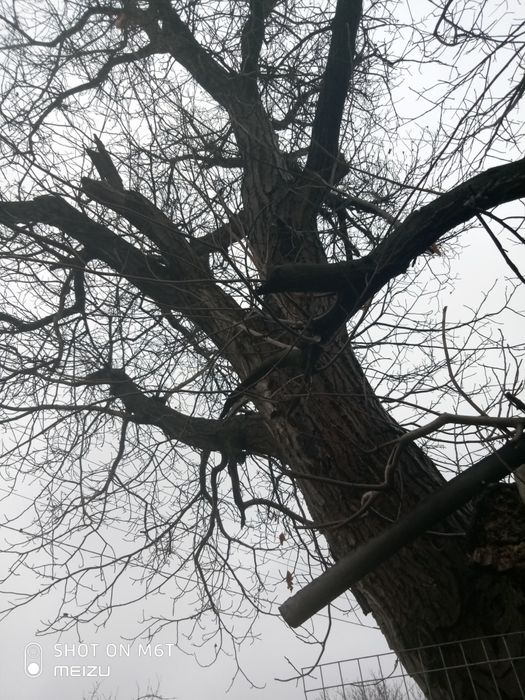 Дерево орех продам  1000  грн самовывоз ,самоспил