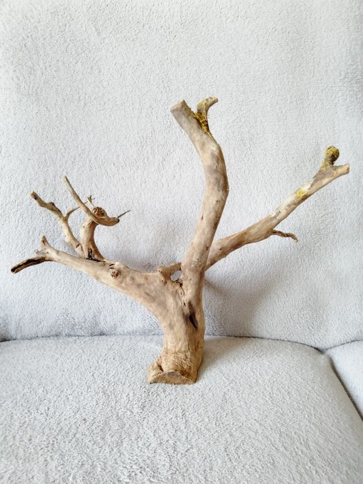 Piękny korzeń do akwarium