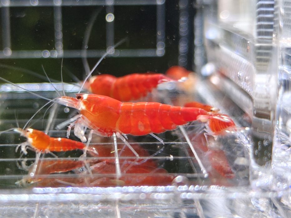 Krewetki Caridina Super Crystal Red Extreme Santa
