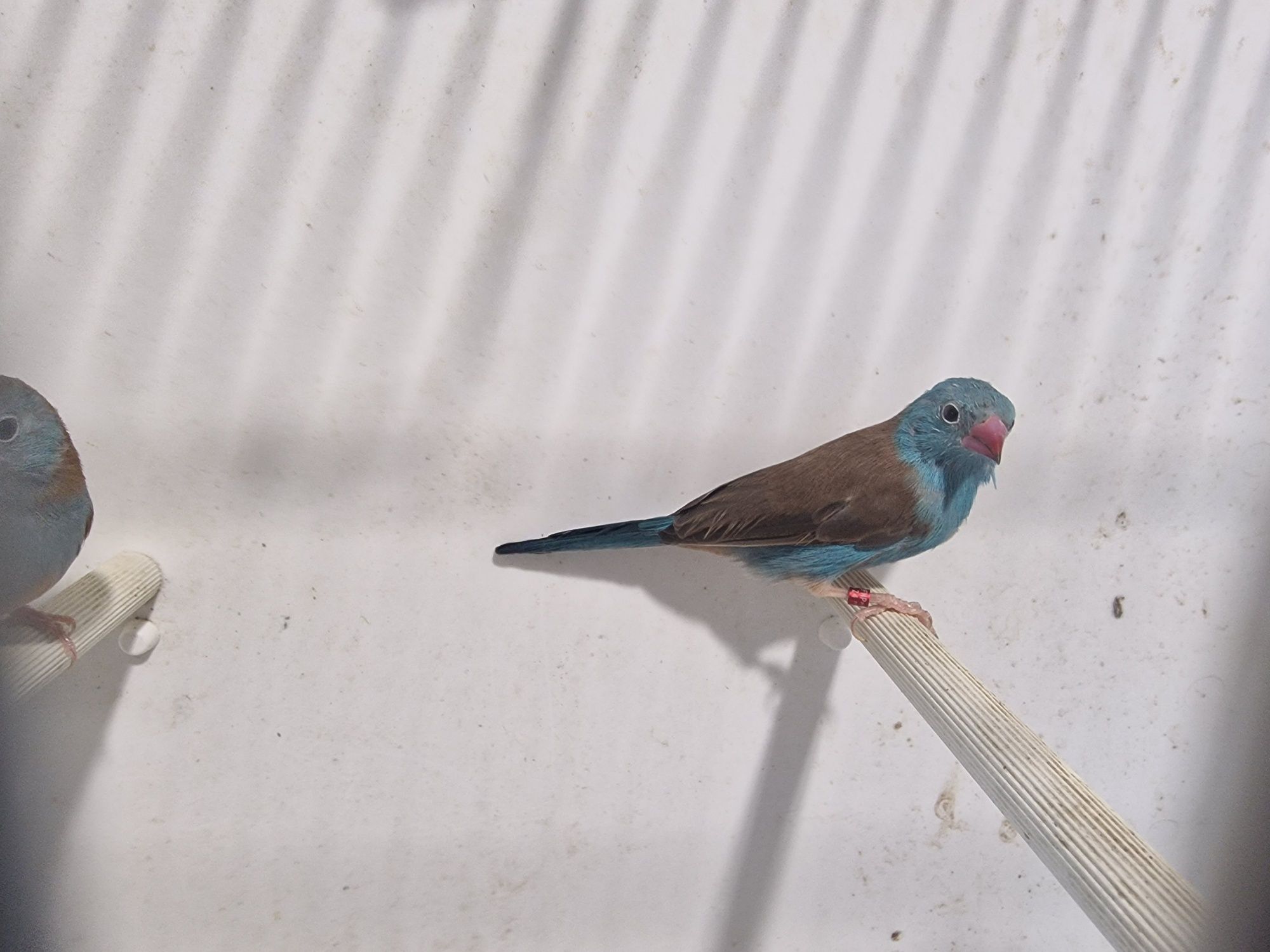 Peito-Celeste (Uraeginthus Cyanocephalus)