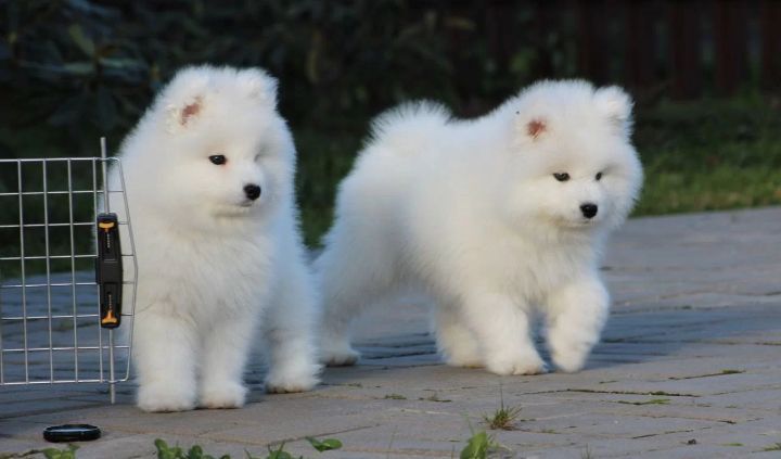Samoyed Samojed szczenię pies