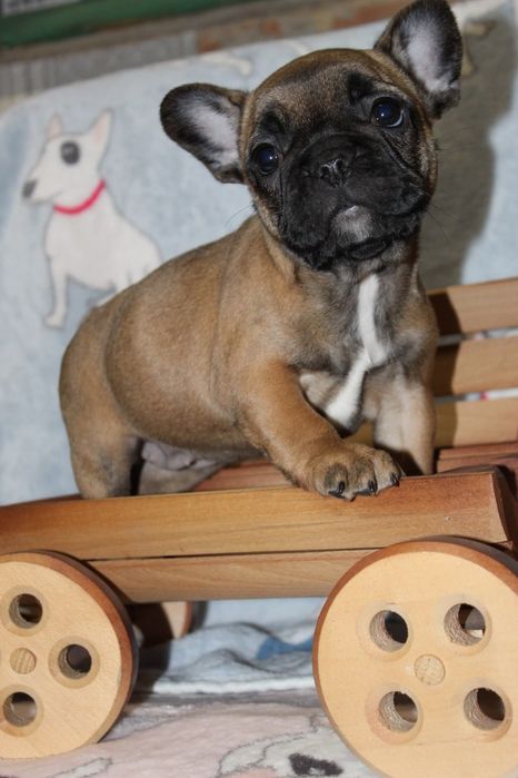 Маленька красуня вкраде ваше серце