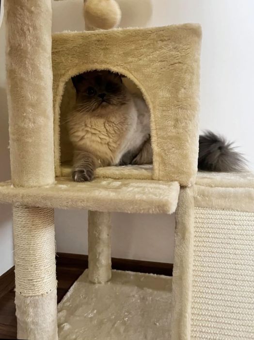 Drapak Dla Kota Wieża Legowisko Domek Jaskinia Rampa Beżowy Nowy