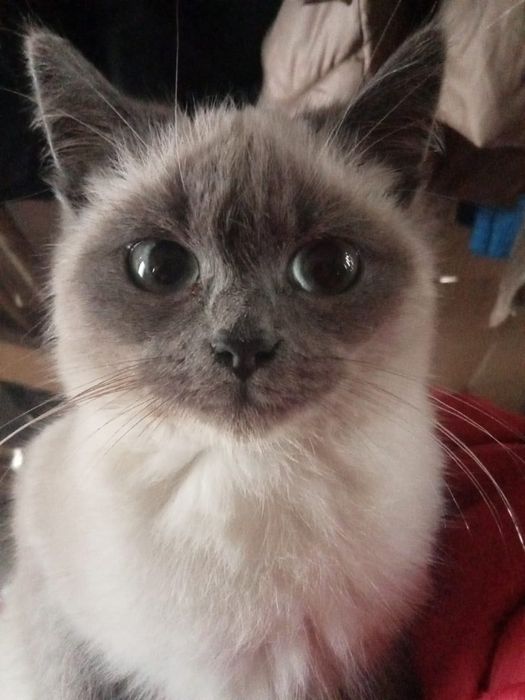 Віддам в добрі руки сіамську кішечку