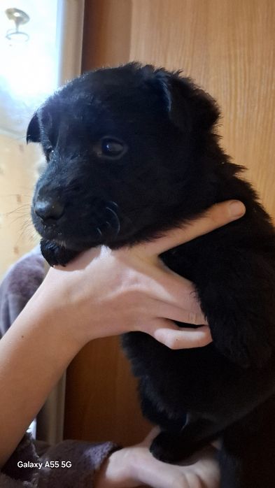 Отдам бесплатно  щенков овчарки