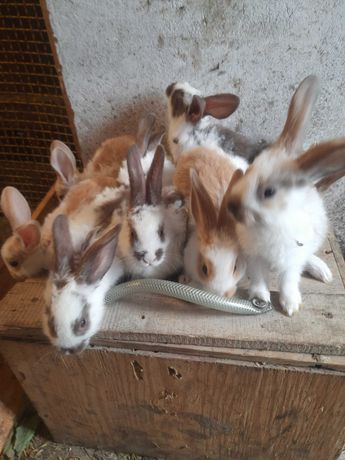 Króliki króliki młode