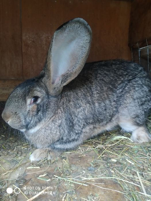 Продам кролів на розвід