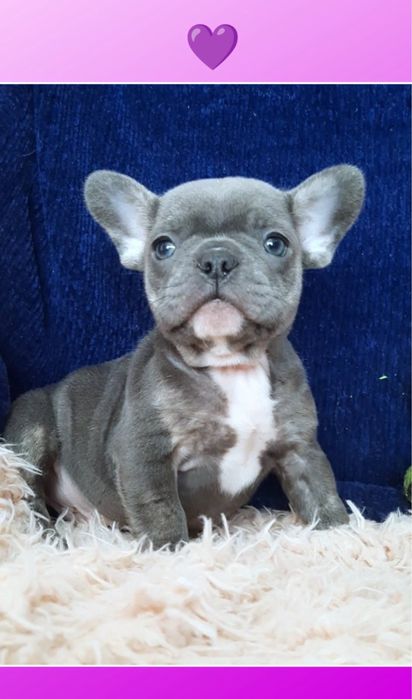 Французик щеночек мини мальчик