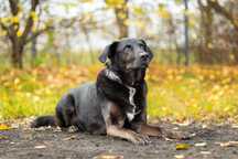 Rex w typie labradora szuka domu