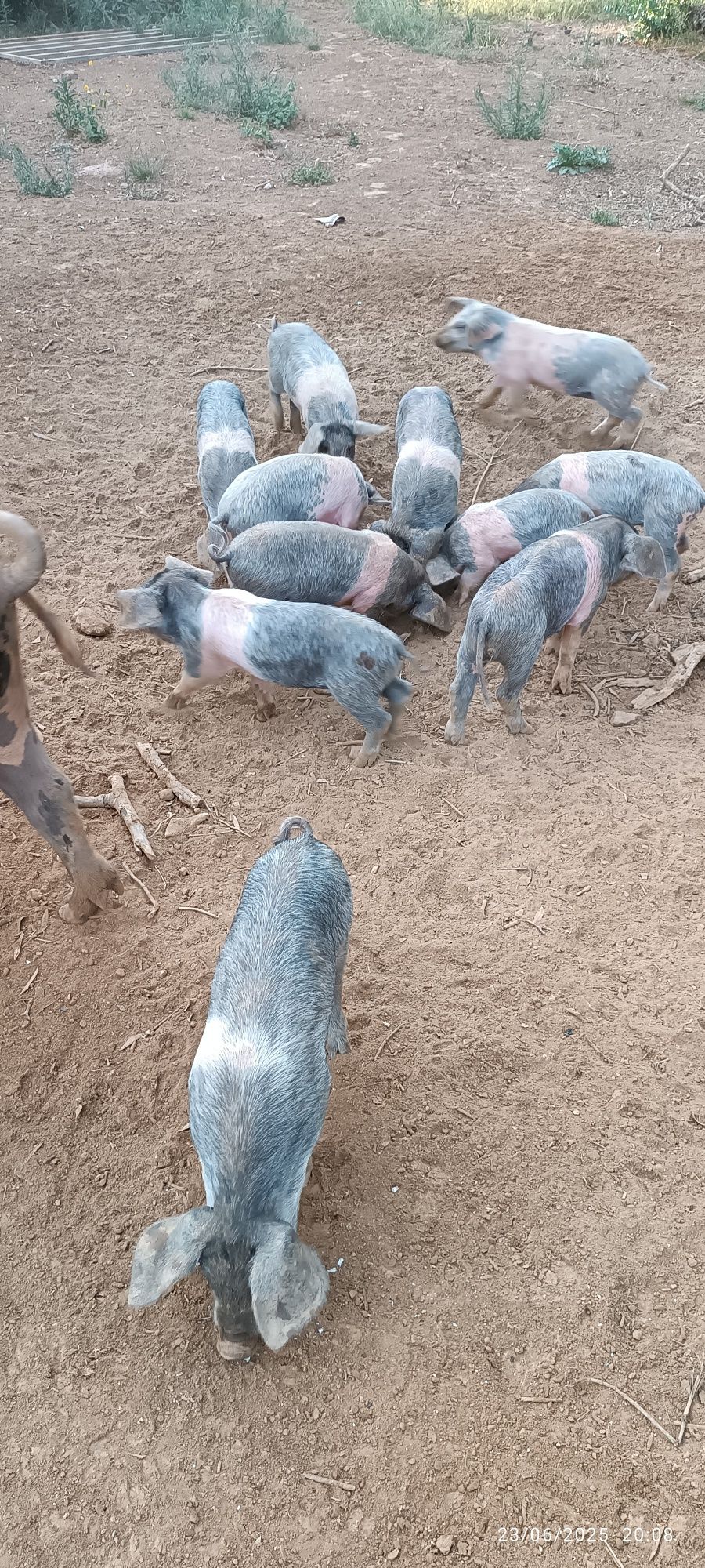 Porcos e Leitões Bisaro