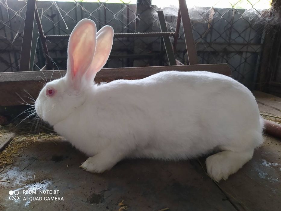 Продам Кролі термонці    250 грн