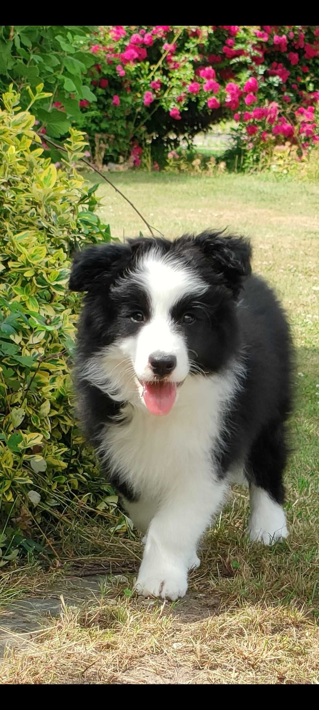 Border Collie - piesek ZKwP/FCI